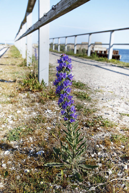 蝰蛇的Bugloss (Echium庸俗)